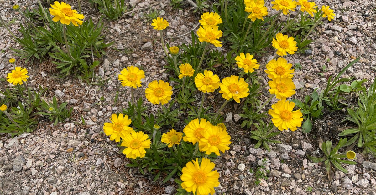 plant (featured image)