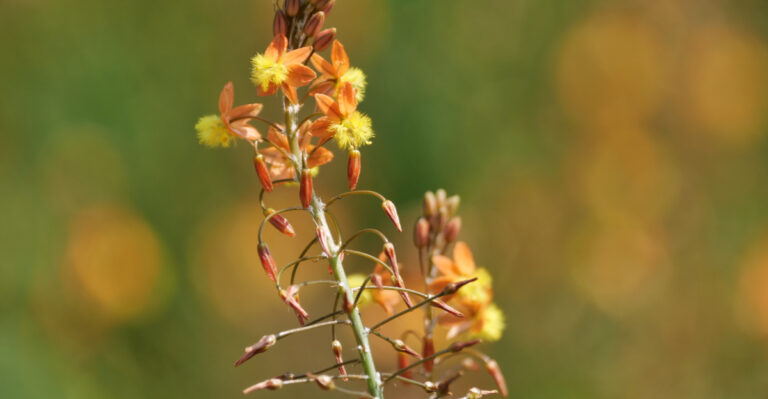 plant (featured image)