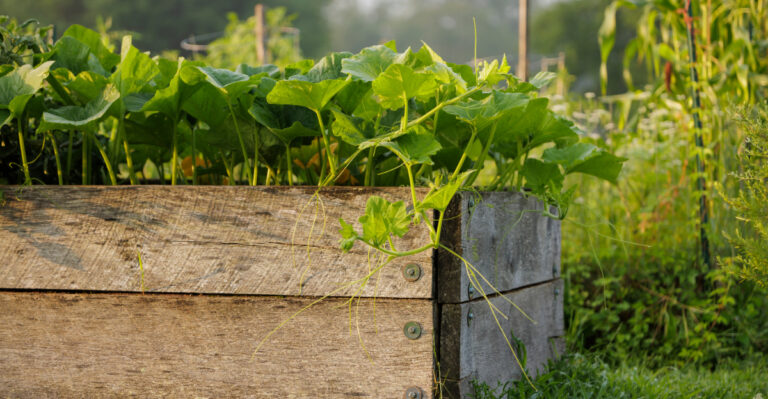 raised bed (featured image)