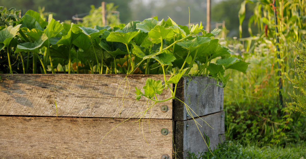 raised bed (featured image)