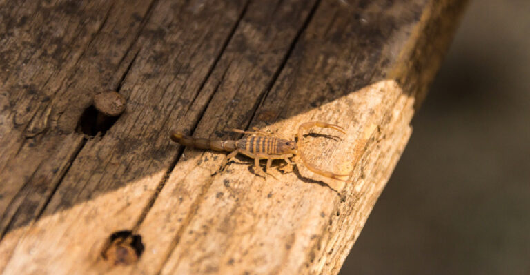 These Arizona Yard Mistakes Are Making Your Scorpion Problem Worse No Matter What You Try