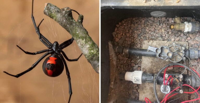 These Arizona Yard Mistakes Can Attract More Black Widows To Your Home