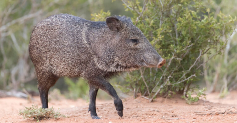 These Arizona Yard Mistakes Can Attract More Javelinas To Your Garden