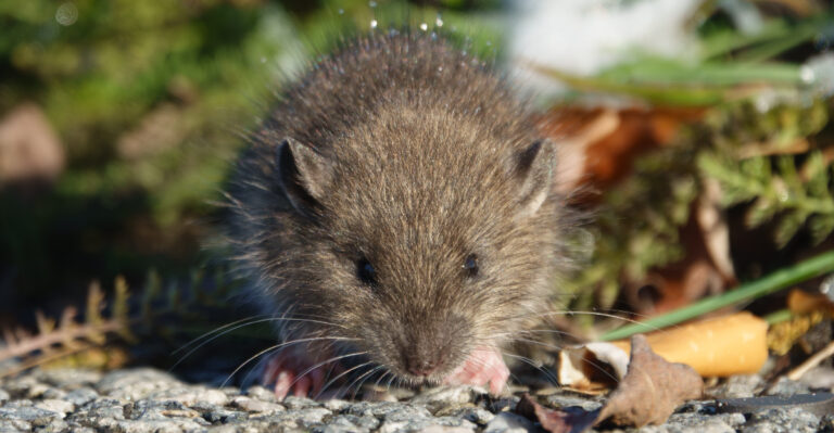 rat (featured image)
