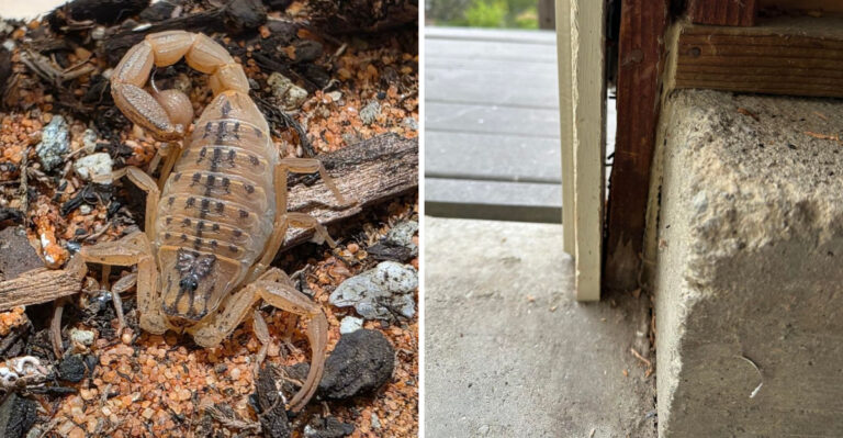 These Arizona Yard Mistakes Can Attract More Scorpions