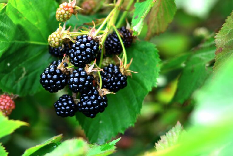 blackberry