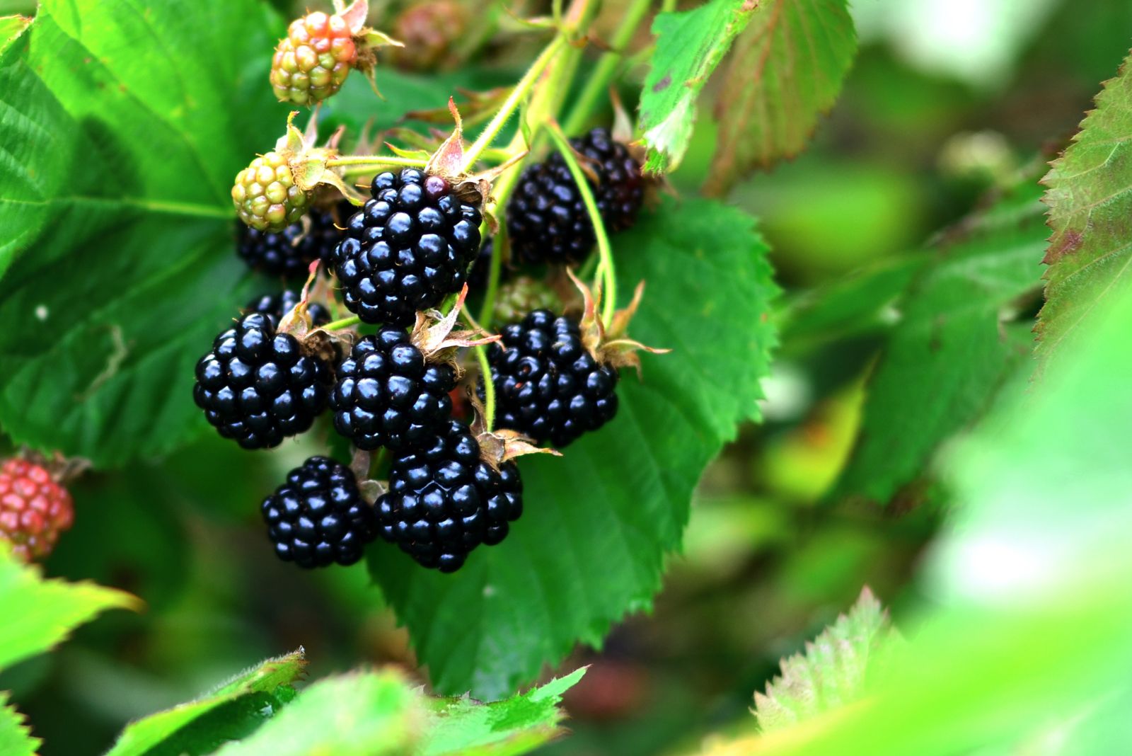 blackberry