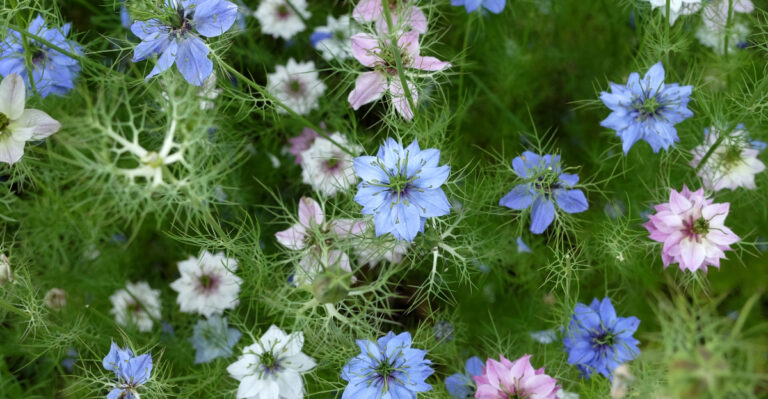 These California Annuals Reseed Themselves So You Don’t Have To Replant