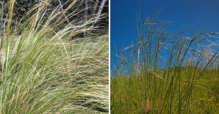 These California Native Grasses Outcompete Weeds Without Any Watering
