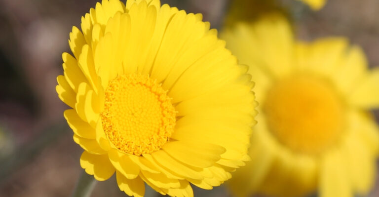 These California Plants Bloom All Summer Long Even When Others Fade