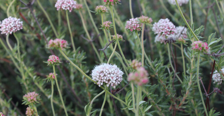 These California Plants Crowd Out Weeds And Attract Pollinators At The Same Time