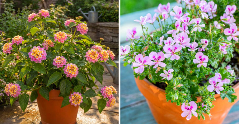 These California Spring-Planted Containers Will Last Into Summer With A Few Easy Tips