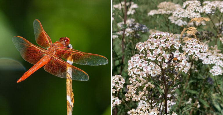 These Colorful Plants Help Bring Dragonflies Into Your Arizona Garden