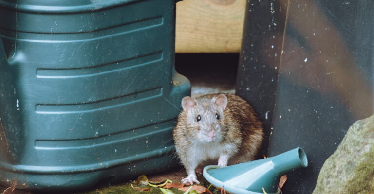 These Common Yard Habits Can Attract Rats To California Homes