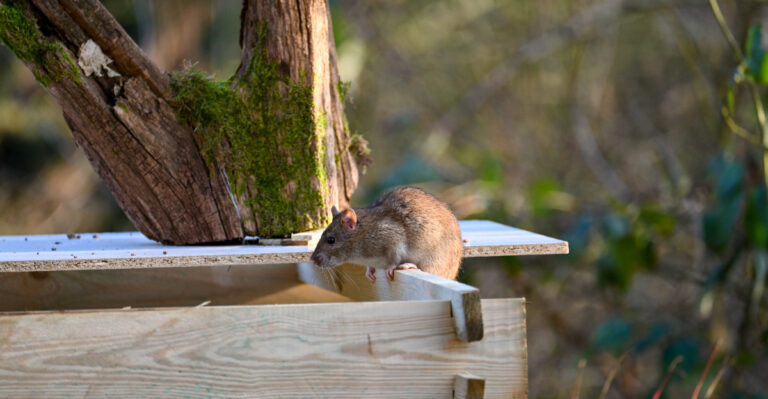 These Common Yard Habits Can Attract Rats To Oregon Homes