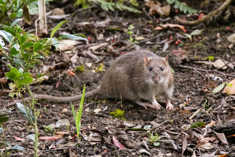 rat in garden