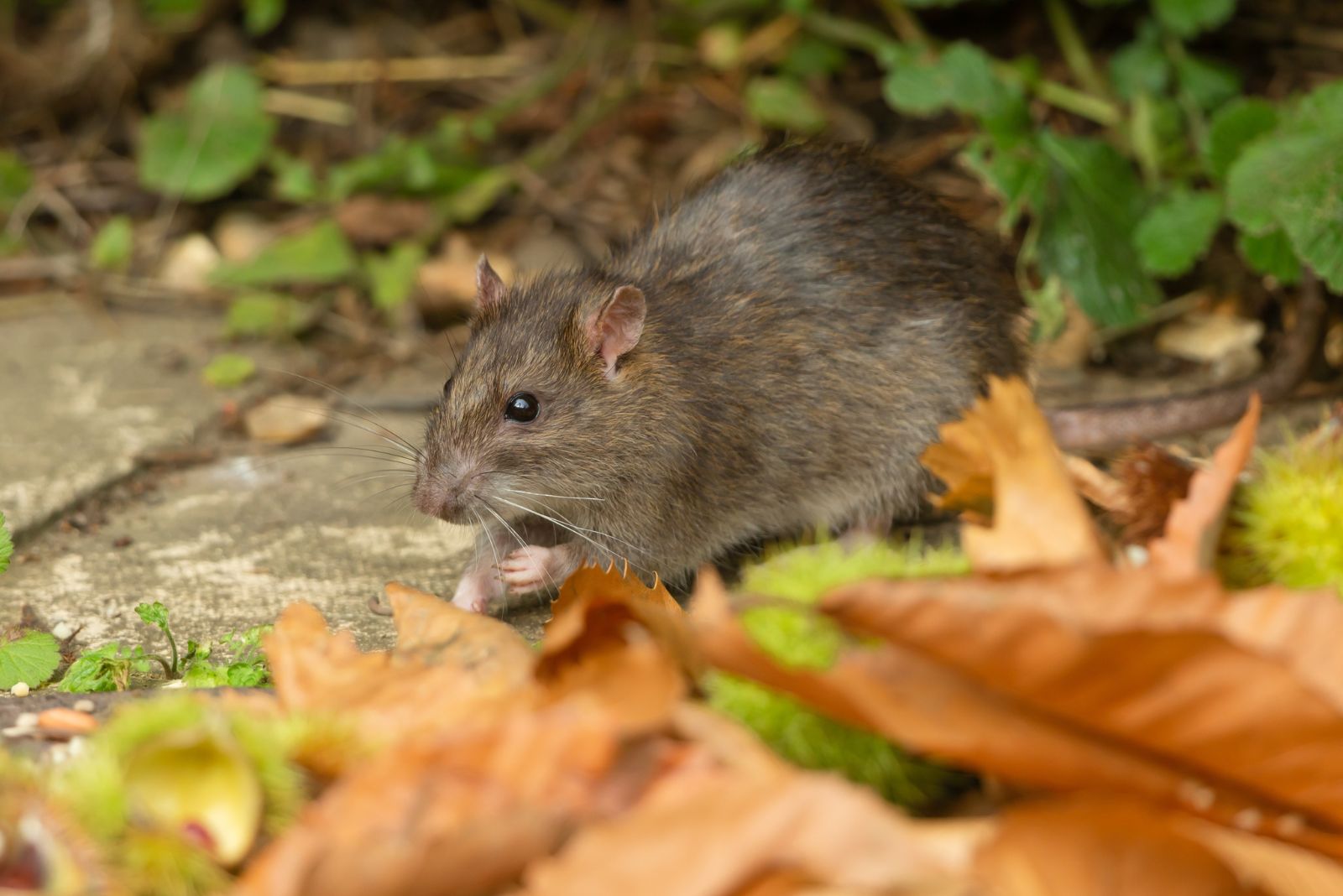 rat in garden
