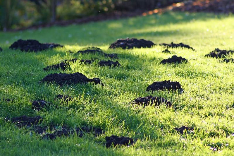 These Common Yard Mistakes Are Basically Inviting Moles Into Your Virginia Yard