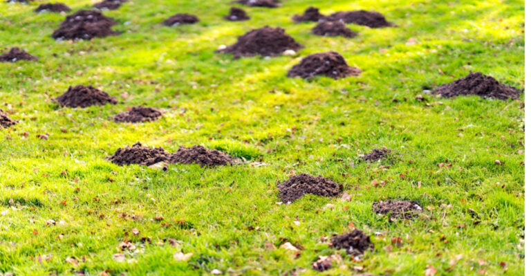 These Common Yard Mistakes Are Basically Inviting Moles Into Your Virginia Yard