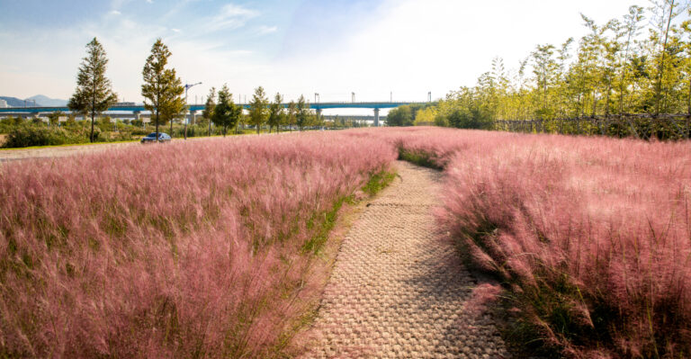 pink muhly grass