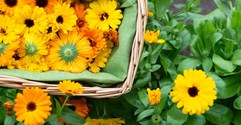 These Edible Plants Are Pretty Enough For Oregon Front Yards