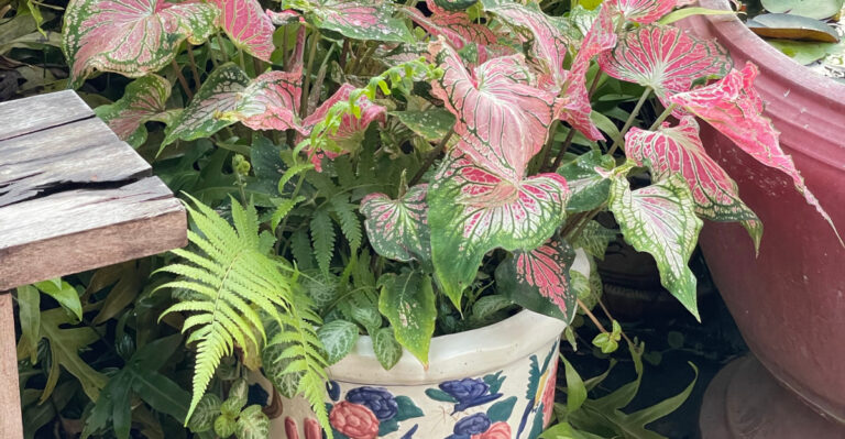 caladium and fern in a pot