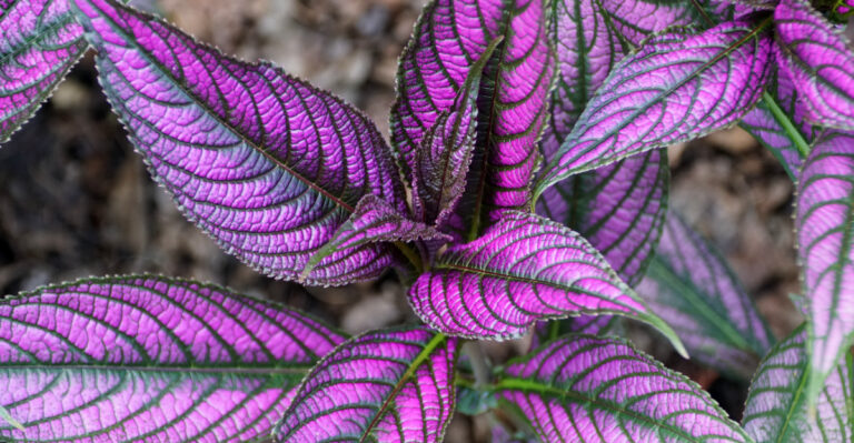 persian shield
