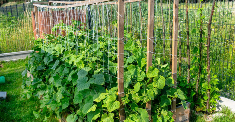 cucumber trellis