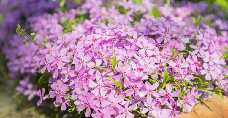 These Flowering Groundcovers Make California Yards Look Lush Without Mulch
