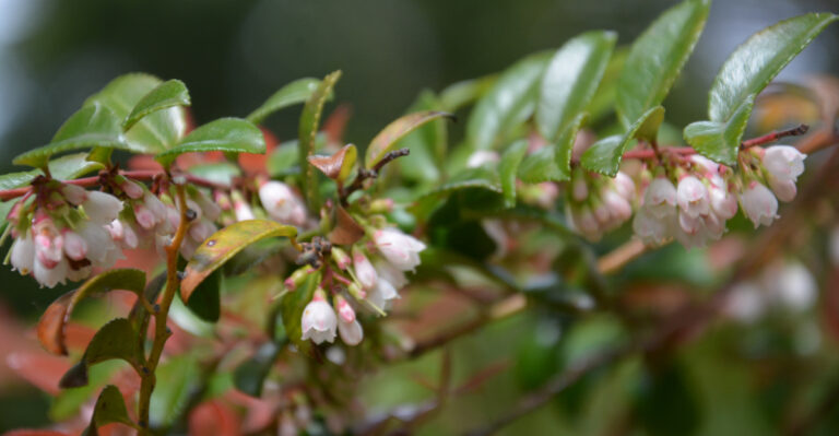 These Flowering Shrubs Thrive With Neglect In Oregon