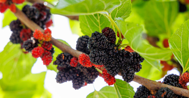 These Fruit Trees Are Easier For Oregon Backyards Than Peaches