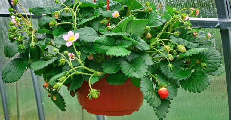 These Fruits And Vegetables Grow Well In Hanging Baskets In Oregon