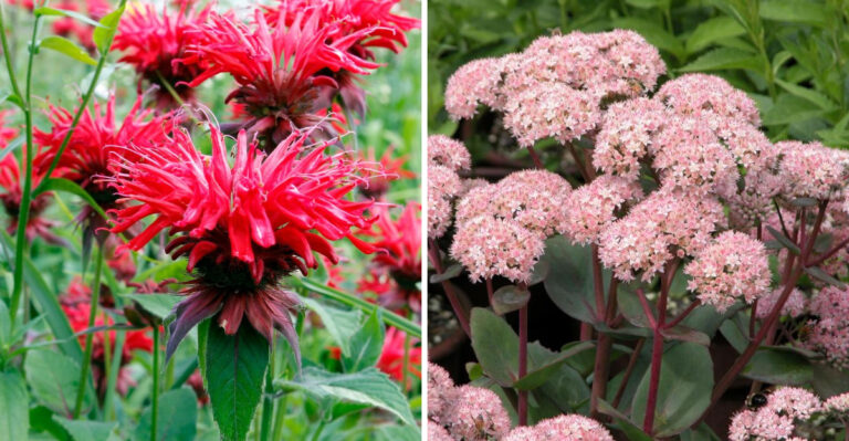 bee balm and sedum