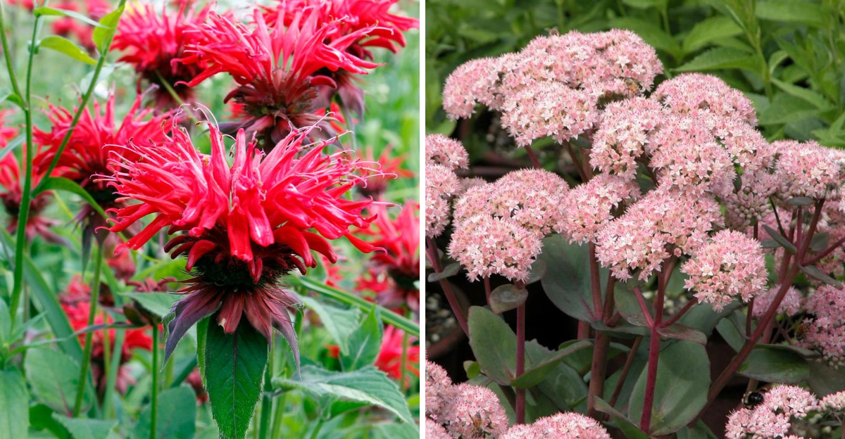bee balm and sedum