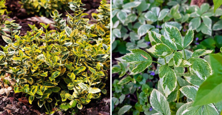 wintercreeper and bishop's weed
