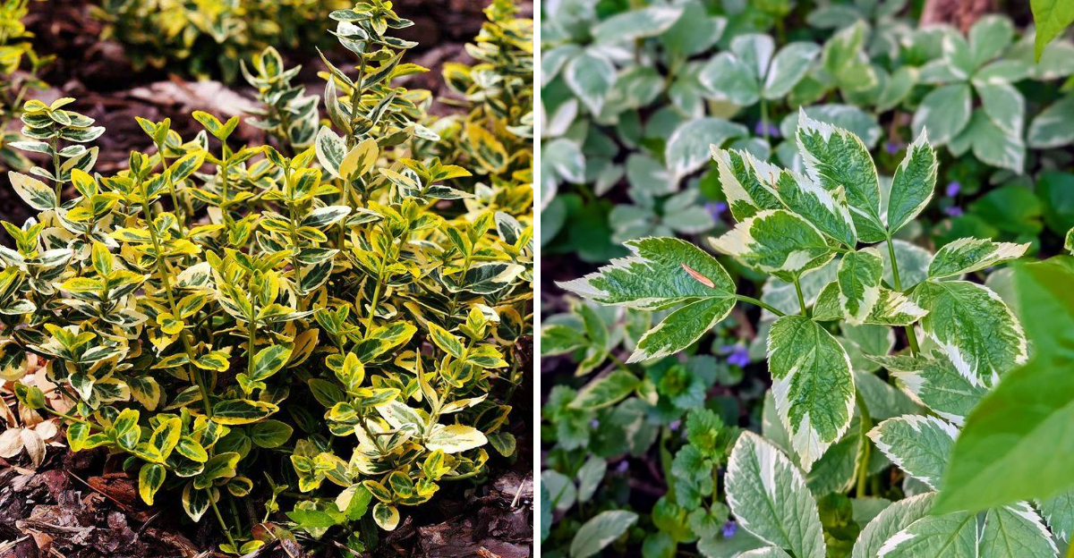 wintercreeper and bishop's weed