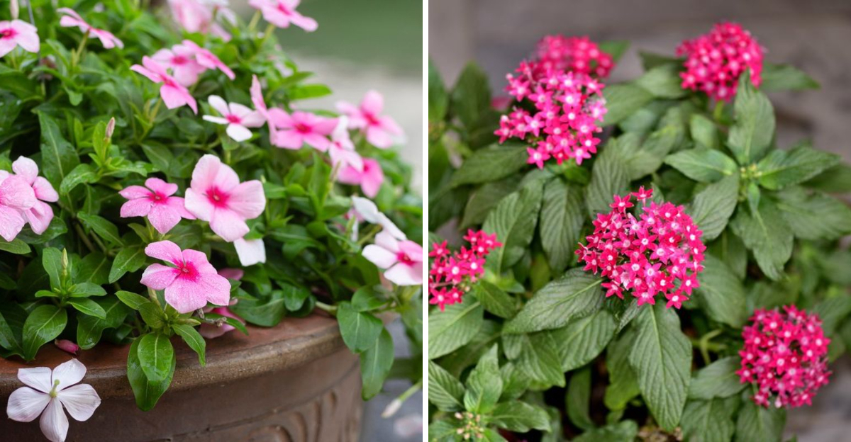 vinca and pentas