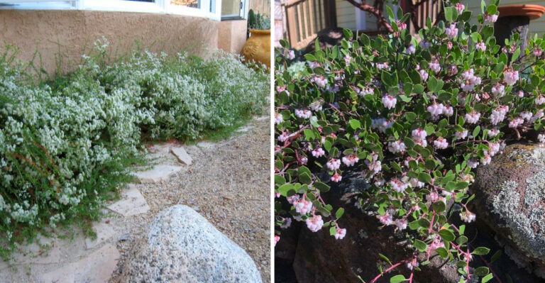 These Low-Growing California Plants Fill Bare Spots Before Weeds Move In
