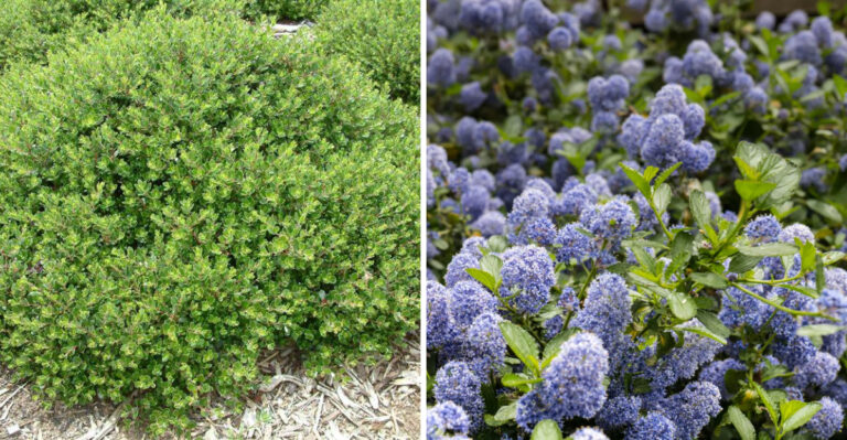 These Low-Growing California Shrubs Stop Weeds Before They Start