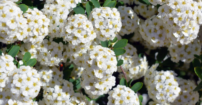 meadowsweet