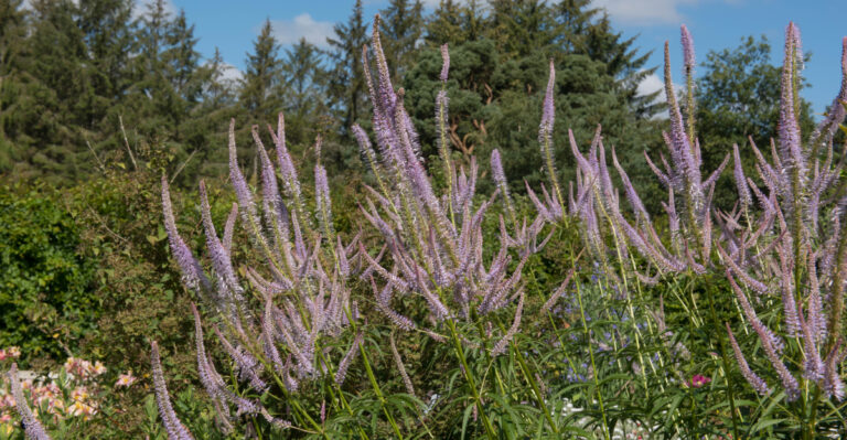 culver's root