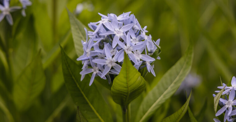 bluestar flower