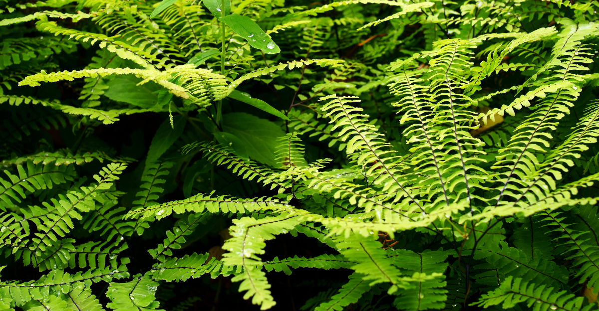 maidenhair fern