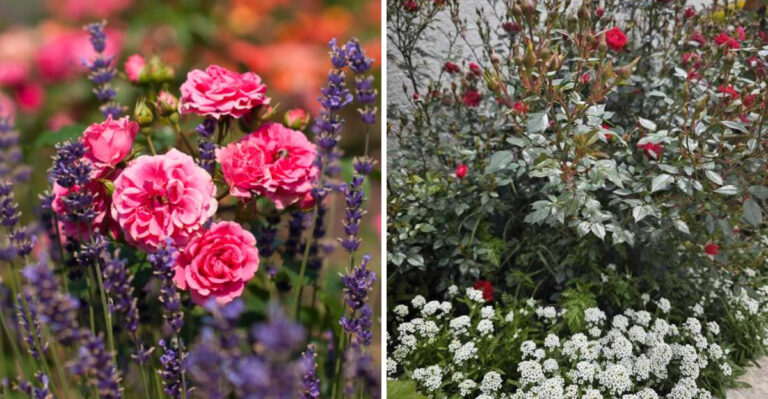 These Michigan Plants Naturally Keep Japanese Beetles Away From Roses And Fruit Trees