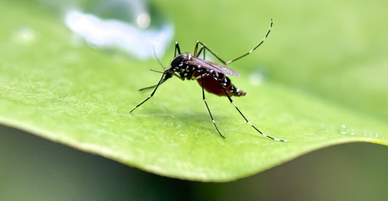 mosquito on leaf