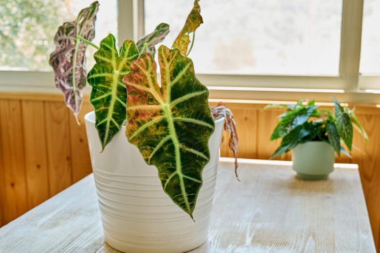 alocasia