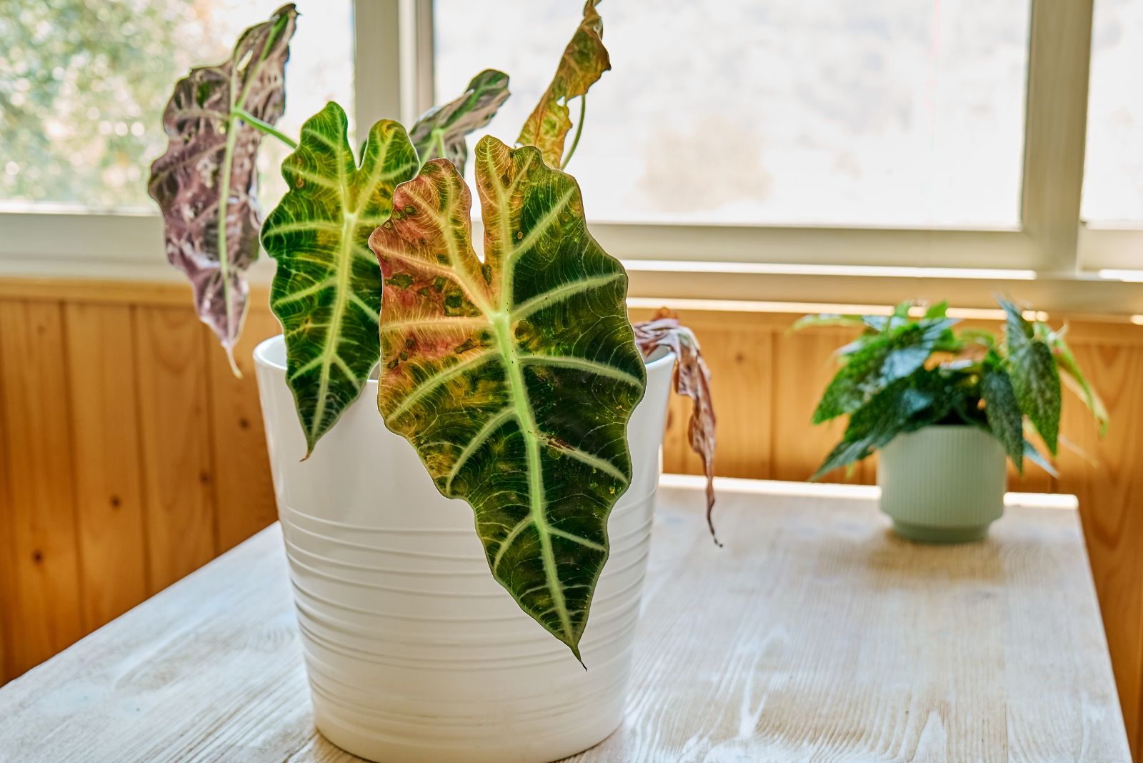 alocasia