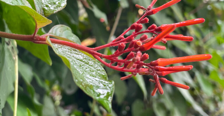 firebush