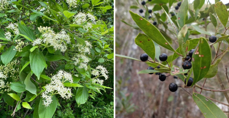 These Native Georgia Shrubs Make Better Privacy Screens Than Ligustrum
