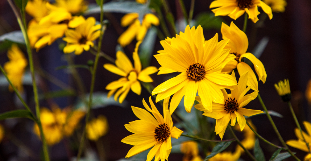 swamp sunflower